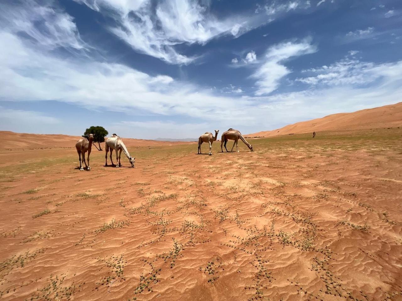 Luxury tent Private Bedouin Tent -odpc